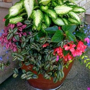 Meet your Posher, Celia